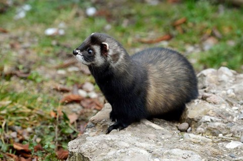 European polecat (Mustela putorius)