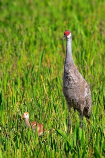 Sandhill Crane (Grus canadensis) with young