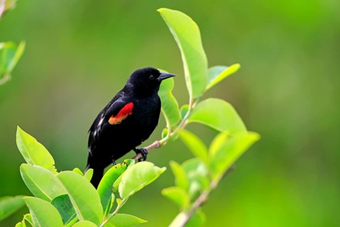 Red-winged Blackbird (Agelaius phoeniceus)