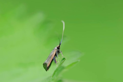 Green Longhorn (Adela reaumurella)