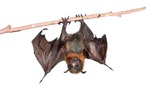 Grey-headed Flying Fox (Pteropus poliocephalus)