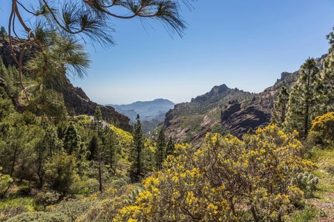 Canary Island Gorse