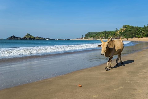 A holy cow is walking along Om Beach