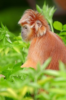 Eastern Javan Lutung or Spangled Ebony Langur (Trachypithecus auratus auratus)