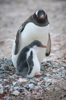 Gentoo Penguin (Pygoscelis papua) and young at nest