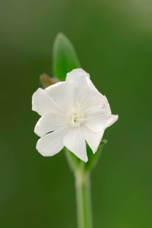 White Campion (Silene latifolia