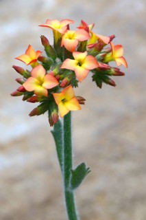 Kalanchoe (Kalanchoe lateritia)