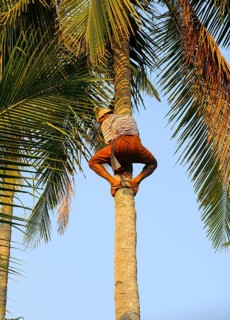 Man climbing a coconut tree
