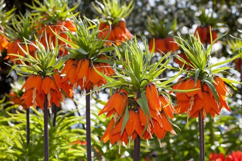 Crown imperials (Fritillaria imperialis)