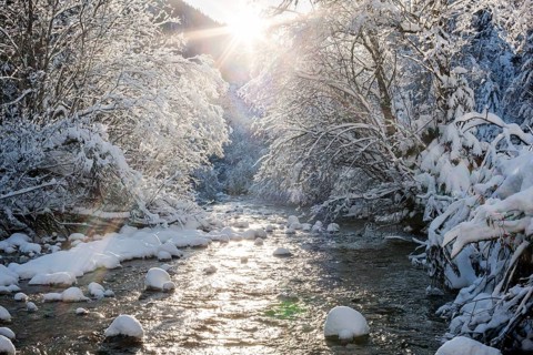 Snow-covered trees by the Ampelsbachl stream in winter