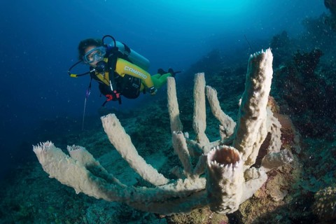 Scuba diver looking at a giant vase sponge (Callyspongia sp)