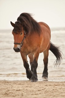 Belgian Draft Horse gelding