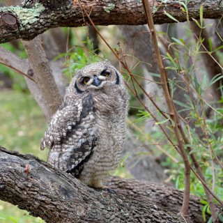 Spotted Eagle-Owl (Bubo africanus)