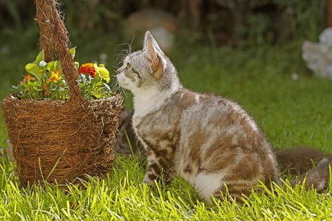 American Wirehair cat next to flower basket