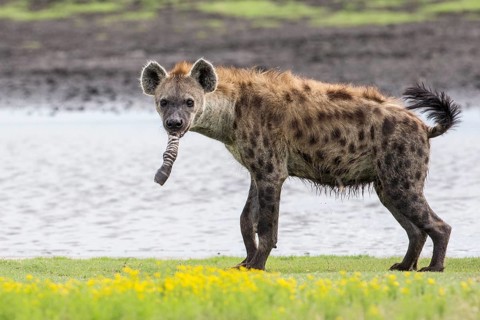 Spotted Hyena (Crocuta crocuta) with foot of prey