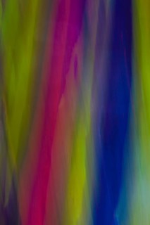 Coloured bark of a Eucalyptus Tree (Eucalyptus sp.)