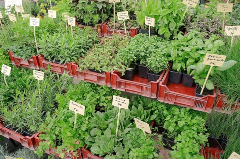 Market stall with various herbs