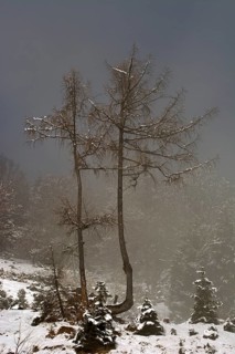 European larches (Larix decidua) in fog in winter