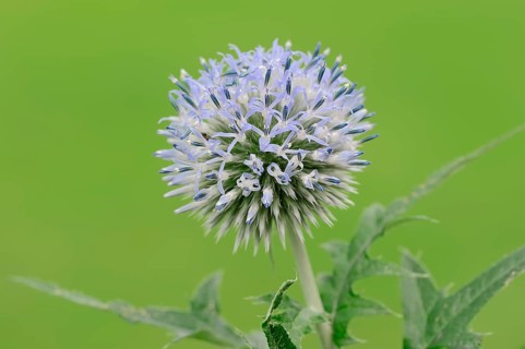 Small Globe Thistle (Echinops ritro)