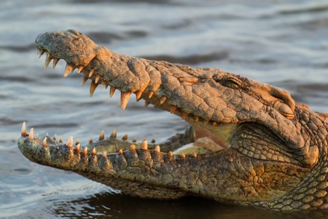 Nile Crocodile (Crocodylus niloticus)
