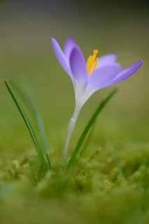Early Crocus (Crocus tommasinianus)