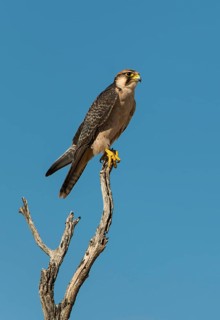 Lanner Falcon (Falco biarmicus)