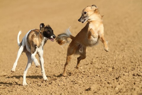 Silken Windsprite male dogs playing on a field