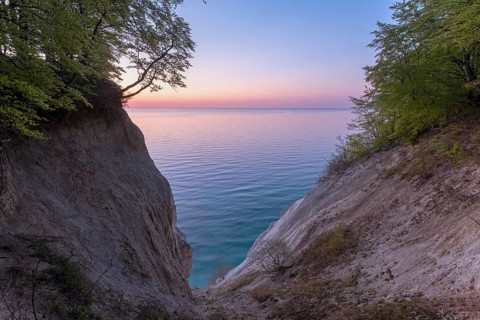 Common beeches (Fagus sylvatica) in the morning light at the chalk coast of Mons Klint