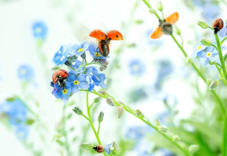 Ladybirds on Forget-me-not flowers