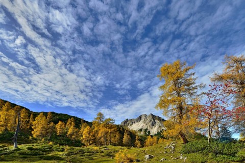 Larch forest (Larix decidua)