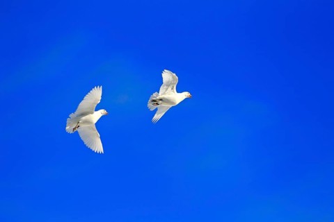 Snowy Sheathbill (Chionis alba)