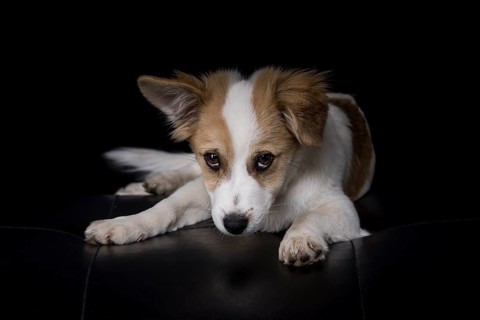 Jack Russell Terrier mix lying on a black leather sofa