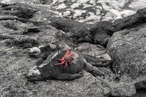 Sally Lightfoot crab on a Sea Iguana or Galapagos Marine Iguana (Amblyrhynchus cristatus hassi)