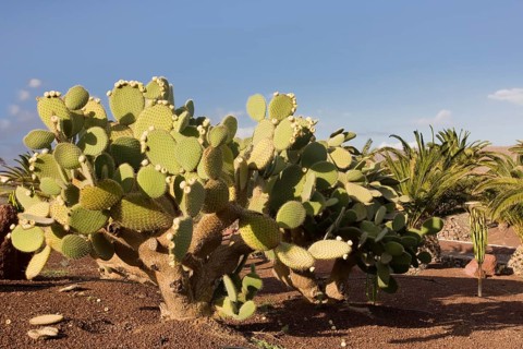 Cacti (Cactaceae) in Las Playitas