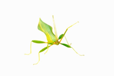 Walking Leaf (Phyllium philippinicum