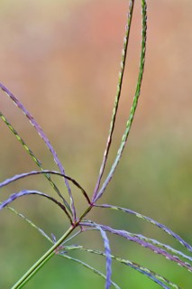 hairy crabgrass (Digitaria sanguinalis)