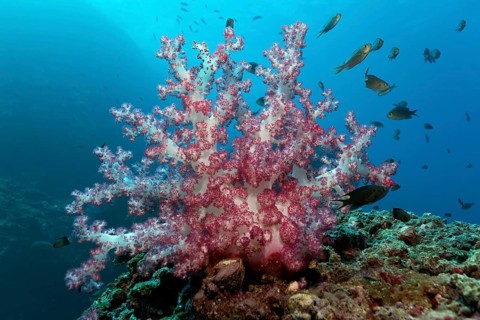Carnation Corals (Dendronephthya klunzingeri) on a reef