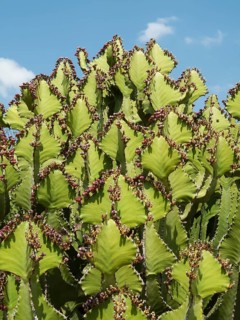 Transvaal Candelabra Euphorbia (Euphorbia cooperi)