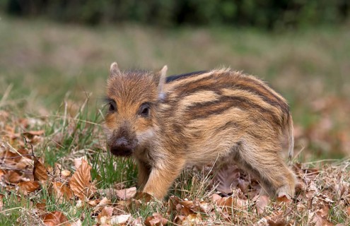 Wild Boar (Sus scrofa)