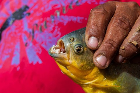 Man holding a piranha
