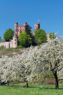 Schloss Ortenberg and blossoming fruit trees