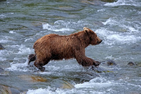 Grizzly Bear (Ursus arctos horribilis) hunting in the water