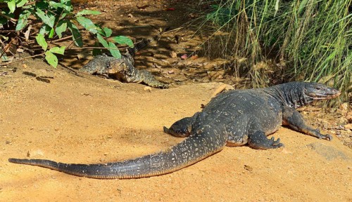 Water Monitor (Varanus salvator salvator)