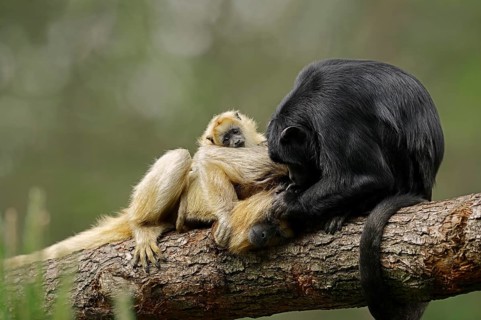 Black Howler Monkey (Alouatta caraya)