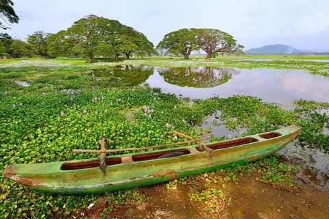 Outrigger canoe on the banks of the artificial lake Tissa Wewa