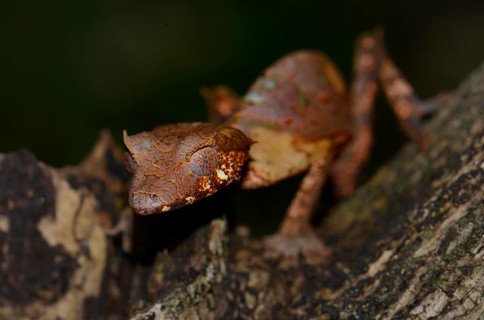 Satanic Leaf Tailed Gecko (Uroplatus phantasticus)