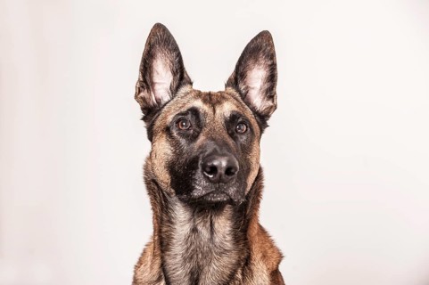 Malinois or Belgian Shepherd Dog