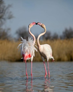 Greater Flamingos (Phoenicopterus roseus)