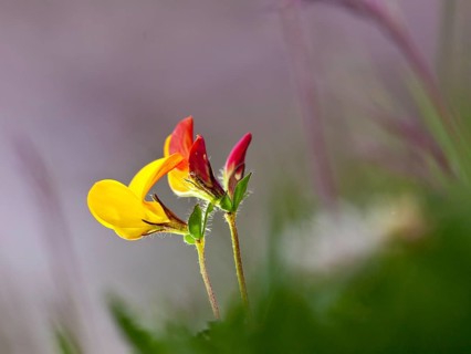 Horseshoe Vetch (Hippocrepis sp.)