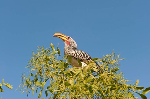 Eastern Yellow-billed Hornbill (Tockus flavirostris)